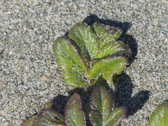 Glehnia littoralis