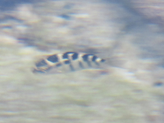 Abudefduf concolor