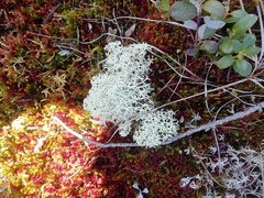 Cladonia