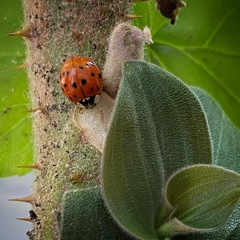 Harmonia axyridis