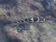 Abudefduf concolor
