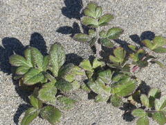 Glehnia littoralis