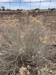 Magnoliopsida