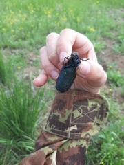 Meloe aeneus