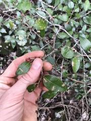 Cleistanthus cunninghamii