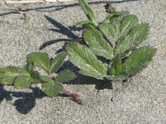 Glehnia littoralis