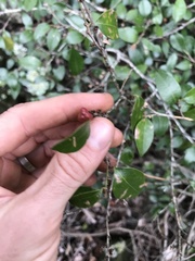 Cleistanthus cunninghamii