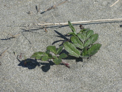 Glehnia littoralis