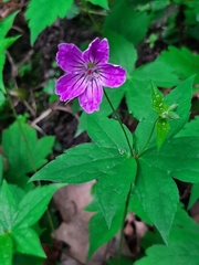 Geranium nodosum