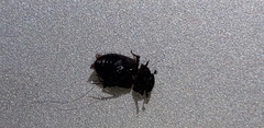 Acrossus luridus