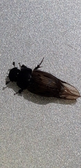 Acrossus luridus