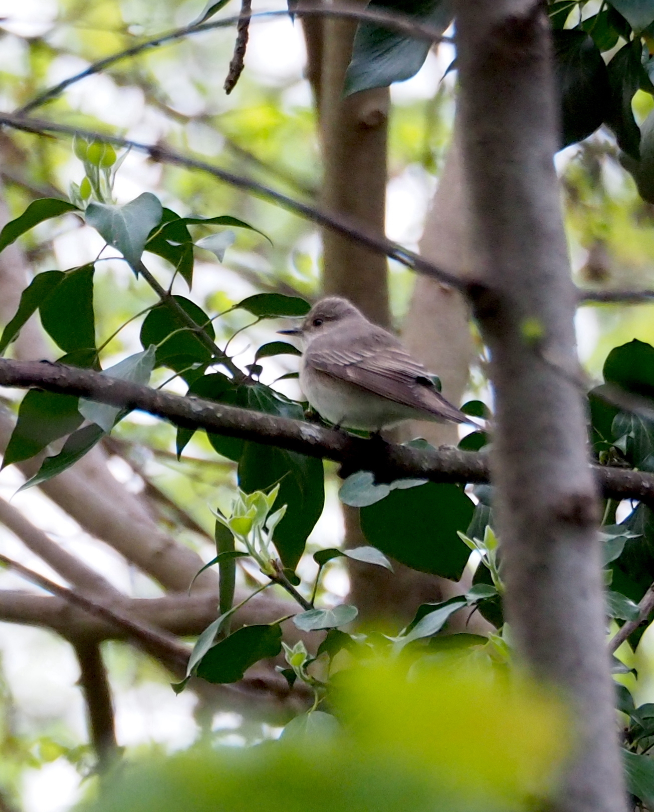Spotted Flycatcher