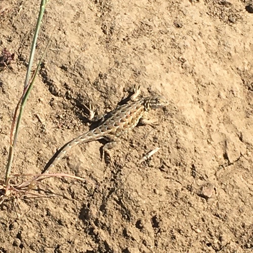 iNaturalist observation photo of Common Side-blotched Lizard