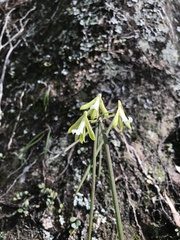 Dendrobium bowmanii