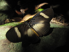Pseudacraea eurytus imitator