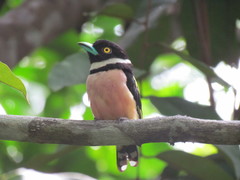 Eurylaimus ochromalus