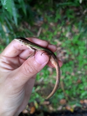 Takydromus viridipunctatus