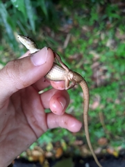 Takydromus viridipunctatus