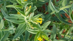 Lithospermum californicum