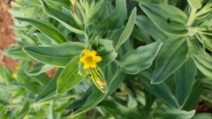 Lithospermum californicum