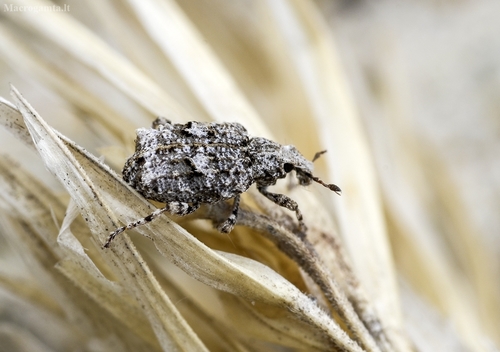 Gronops inaequalis