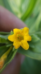 Lithospermum californicum