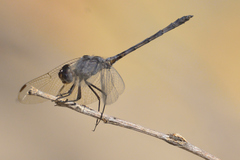 Dythemis nigrescens