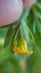 Lithospermum californicum
