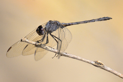 Dythemis nigrescens