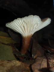 Lactifluus sepiaceus