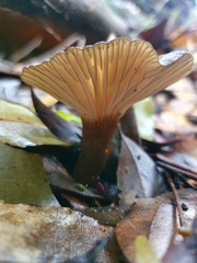 Lactifluus sepiaceus