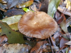 Lactifluus sepiaceus