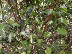 Capparis sabiifolia