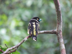 Eurylaimus ochromalus