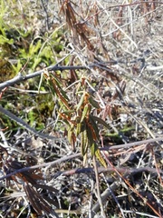 Rhododendron tomentosum