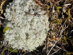 Cladonia