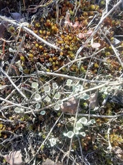 Cladonia