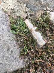 Leptinella maniototo