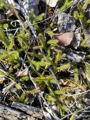 Lycopodium clavatum