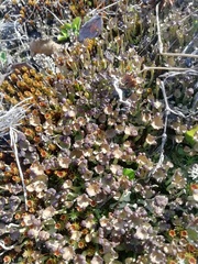 Cladonia