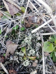 Cladonia