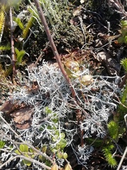 Cladonia