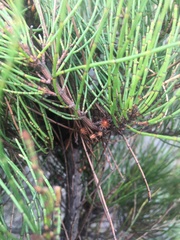 Allocasuarina misera