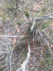 Allocasuarina misera