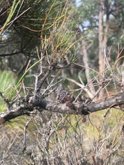 Allocasuarina misera