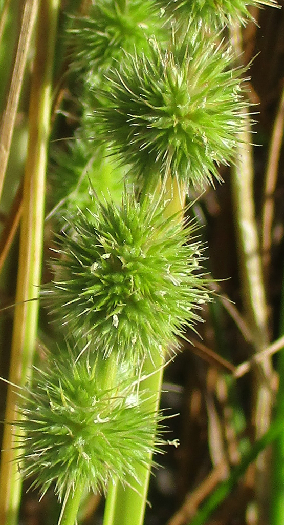 Elytrophorus globularis