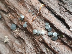 Lanzia lanaripes