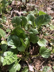 Pyrola rotundifolia