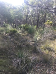 Allocasuarina misera