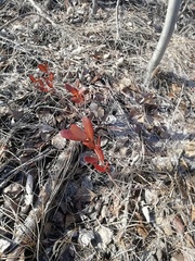 Chamaedaphne calyculata